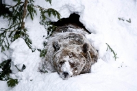 Браконьеры разбудили и убили двух медведей в Приморье