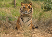 В Приморье тигр загрыз охотника