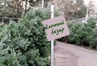 Продажа ёлок стартовала во Владивостоке