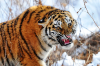 За хранение частей краснокнижного амурского тигра житель Приморья отправится в тюрьму