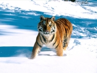 Игривый тигр украл фотоловушку в нацпарке в Приморье