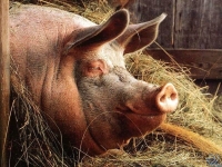 В Приморье женщина съела собственную свинью и попала под статью
