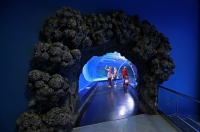 Приморский океанариум может закрыться из-за варварского поведения посетителей