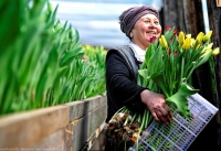 Серьезными неприятностями обернется для владивостокцев торговля цветами в канун 8 марта