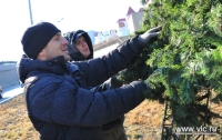 Подготовка к Новому году продолжается: уже вторую ёлку монтируют во Владивостоке