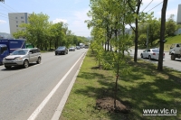Городские озеленители высадили 100 ясеней на Второй речке