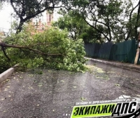 Во Владивостоке убирают поваленные ветром деревья