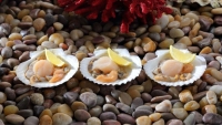 Где вкуснее: Фестиваль гребешка проходит во Владивостоке (ФОТО)