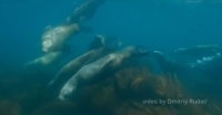 Приморский дайвер встретился со своенравными морскими жителями