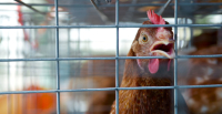 Евросоюз готовится запретить продажу яиц куриц, содержащихся в клетках