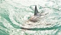 «Человек как корм акулу не интересует»: хищницы замечены в водах Приморья